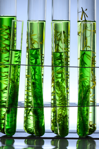 Algae Peel Sandton Johannesburg near me 1